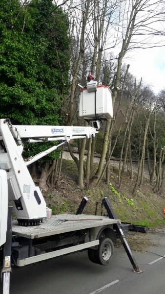 Travaux élagage arbres Evruex Travaux élagage arbres Evruex