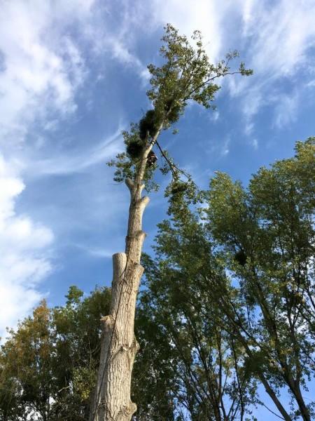 Elagage arbre Evreux Elagage arbre Evreux