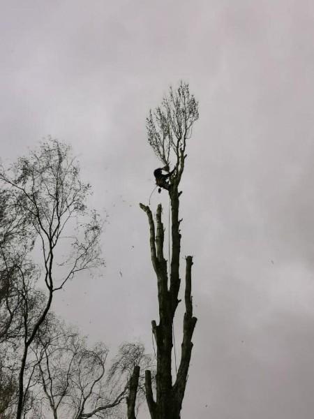 Abattage arbres Evreux Abattage arbres Evreux