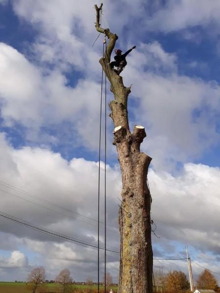 Démontage d'arbre avec rétention, intervention en grande hauteur au Neubourg