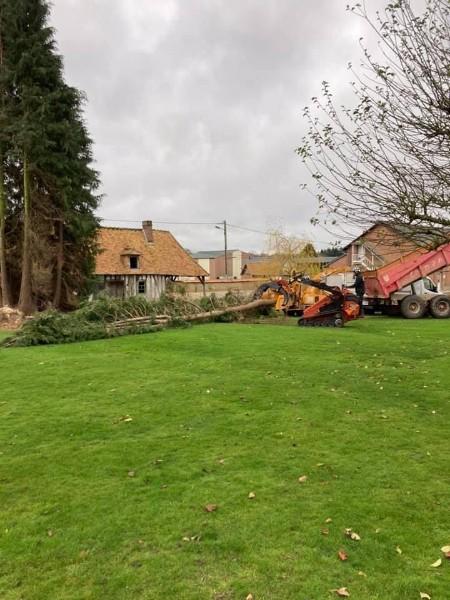 Abattage d'une cépée de tuyas sur le secteur de Louviers dans l'Eure