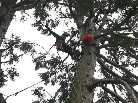 Abattre arbres Evreux Abattre arbres Evreux