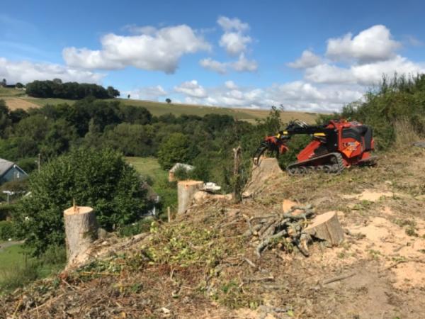 Abattage de frênes secteur Eure (27)
