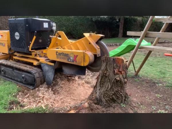 Travaux de rognage de souches d'arbres toutes essences et toutes tailles de souche