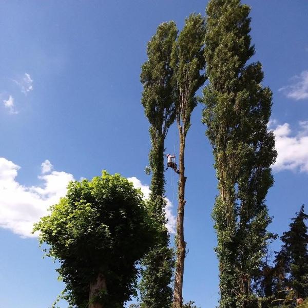 Abattage par démontage de trois peupliers d’Italie au harnais dans l’Eure 